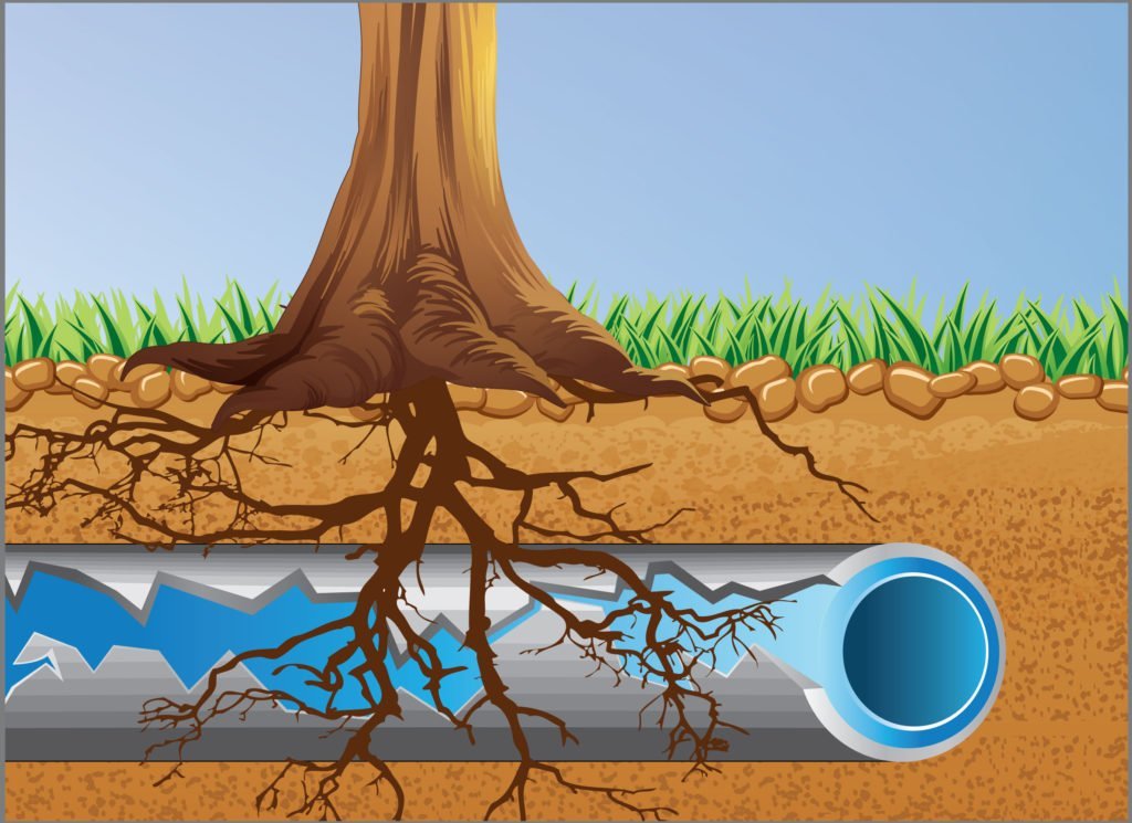Tree Roots and Your Septic System: Prevention, Damage, and Removal